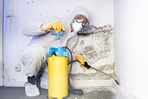 Mold Removal